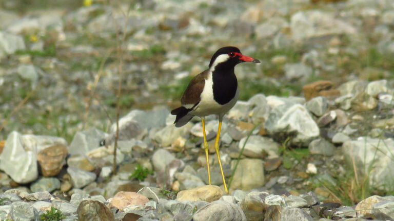 RED-WATTLED LAPWING