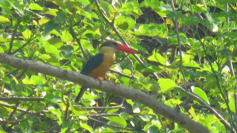 STORK-BILLED KINGFISHER