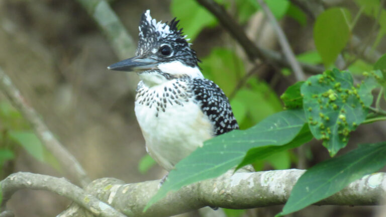 CRESTED KINGFISHER