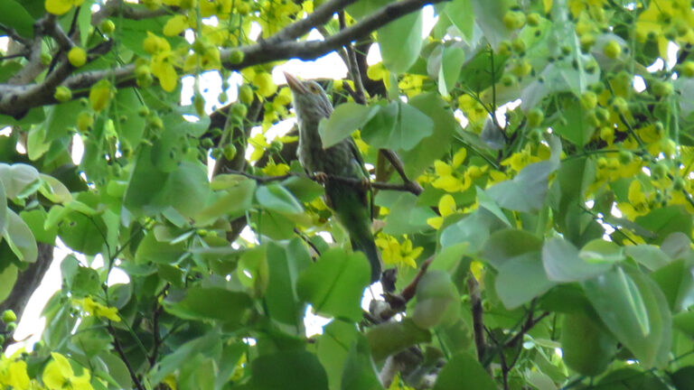 LINEATED BARBET