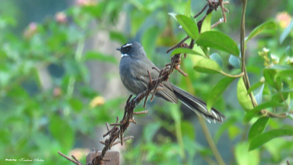WHITE THROATED FANTAIL