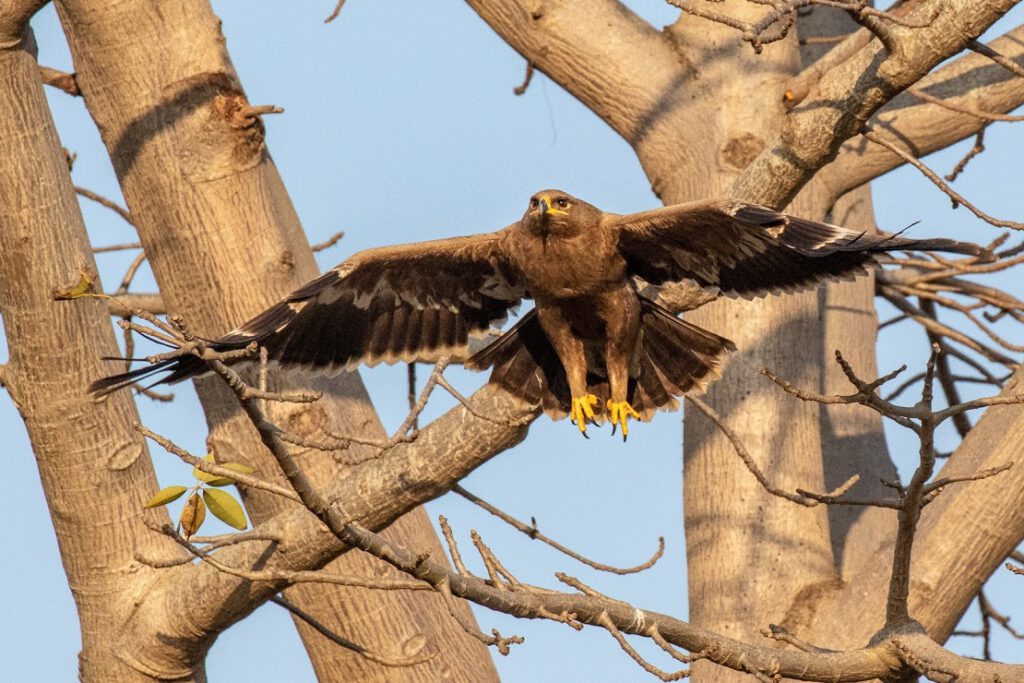 Steppe Eagle at Jhilmil