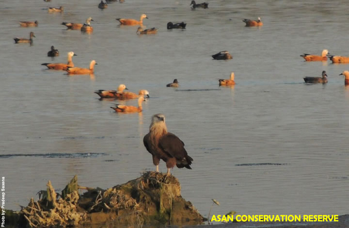 Asan Reserve Bird Watching