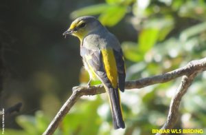 Binsar Wildlife Sanctuary Bird Watching