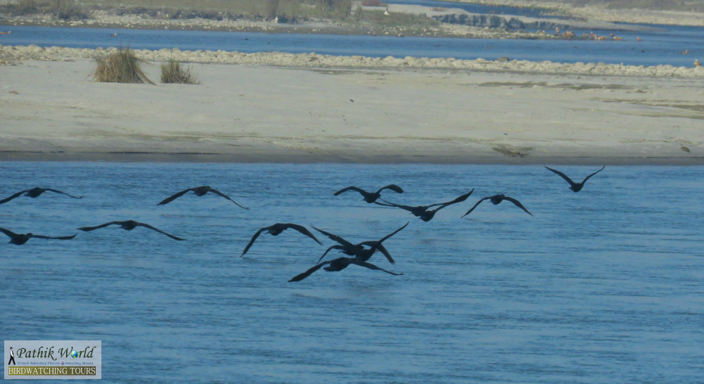 Winter Migration at Jhilmil Jheel Reserve