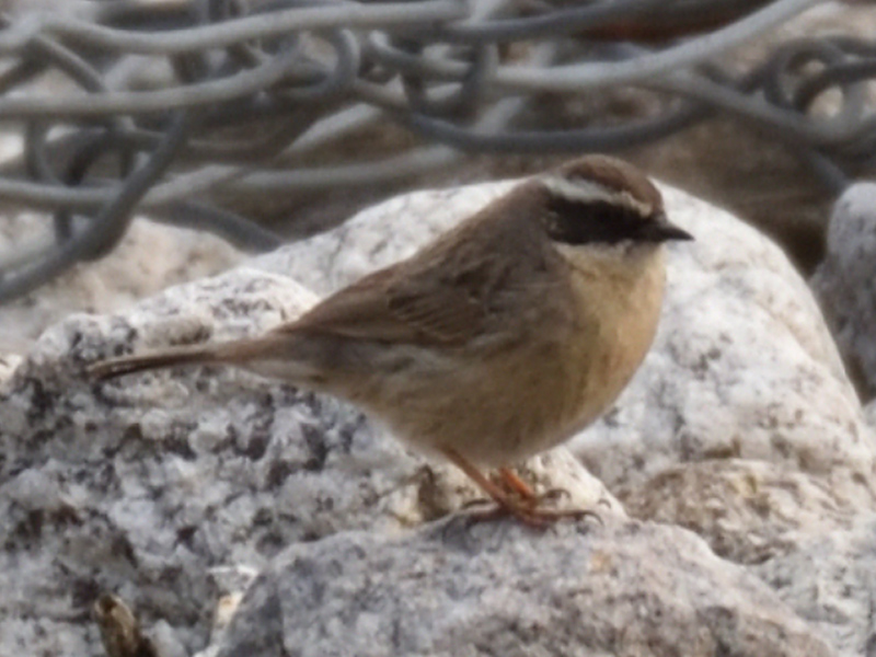 BROWN ACCENTOR