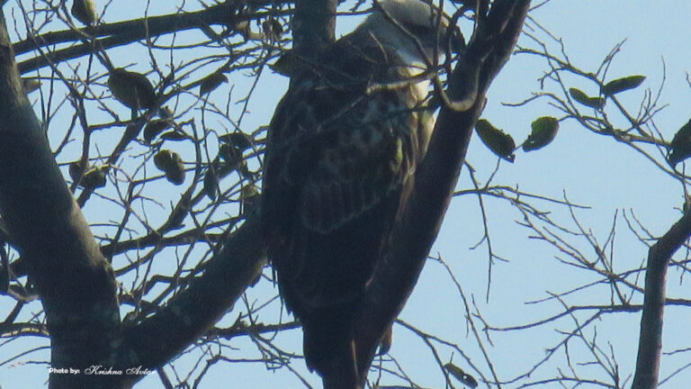 CHANGEABLE HAWK EAGLE