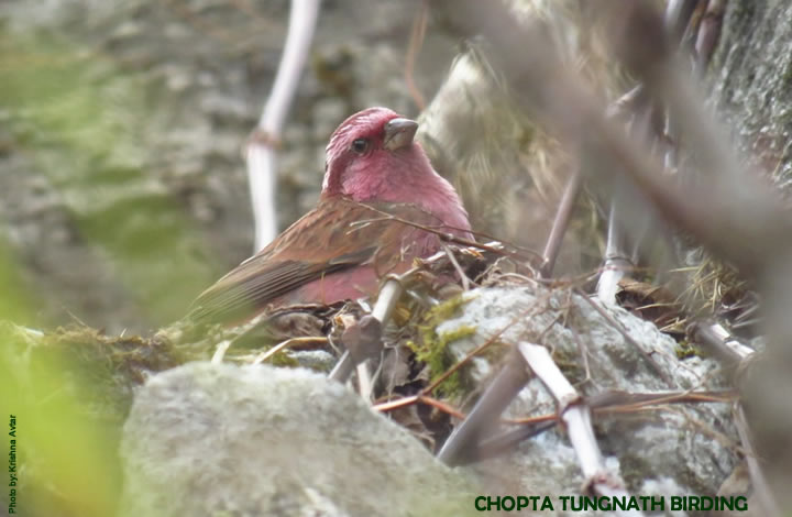 Chopta Bird Watching