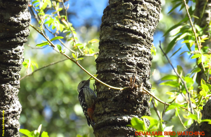 Devalsari Bird Watching