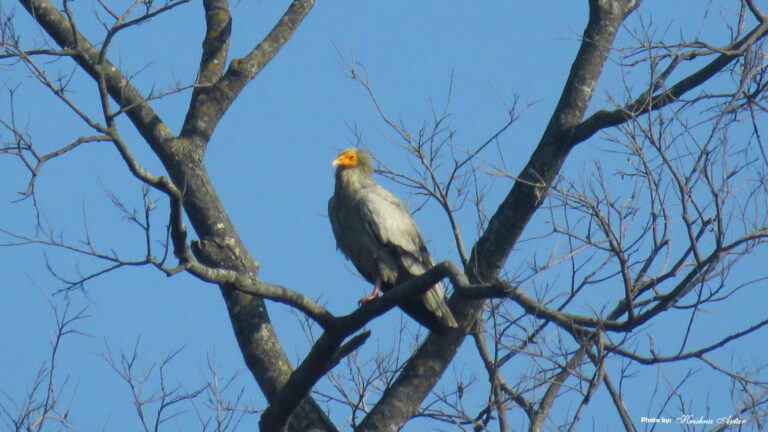 EGYPTIAN VULTURE