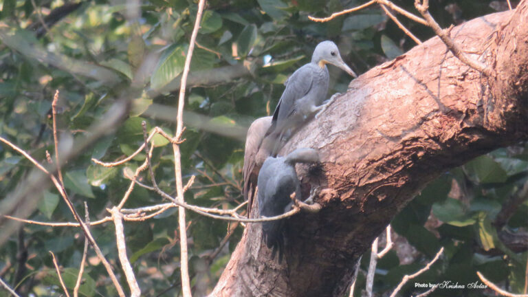 GREAT SLATY WOODPECKER