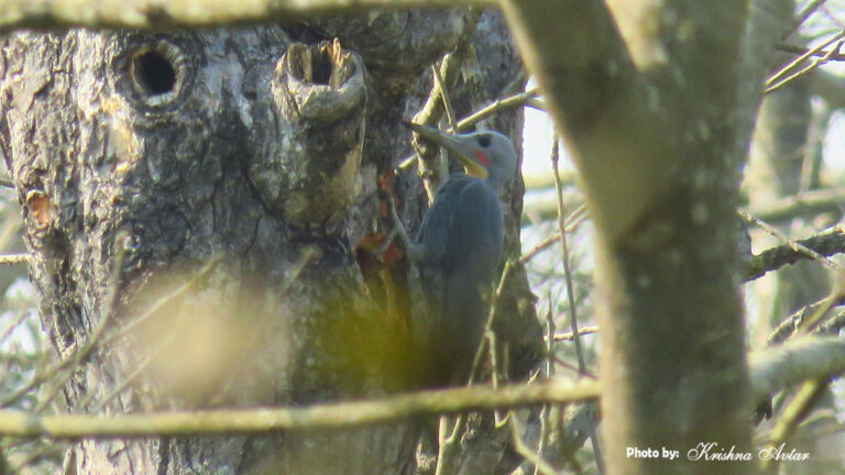 GREAT SLATY WOODPECKER