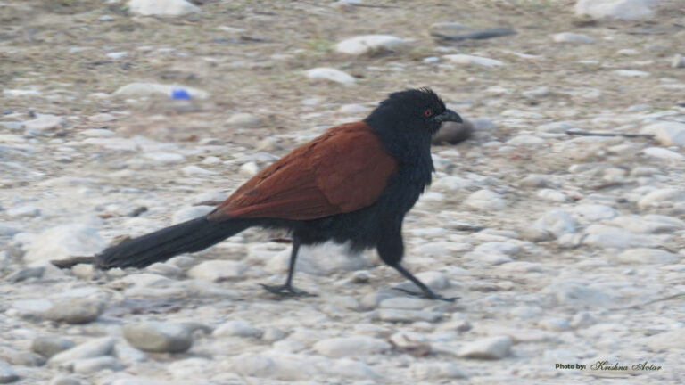 GREATER COUCAL