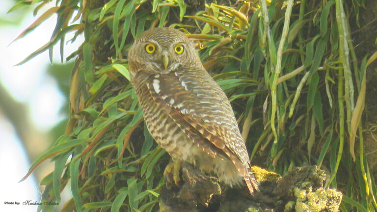 JUNGLE OWLET