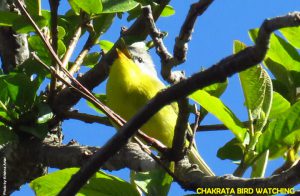 Chakrata Bird Watching