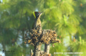 kanatal-chamba-bird-header