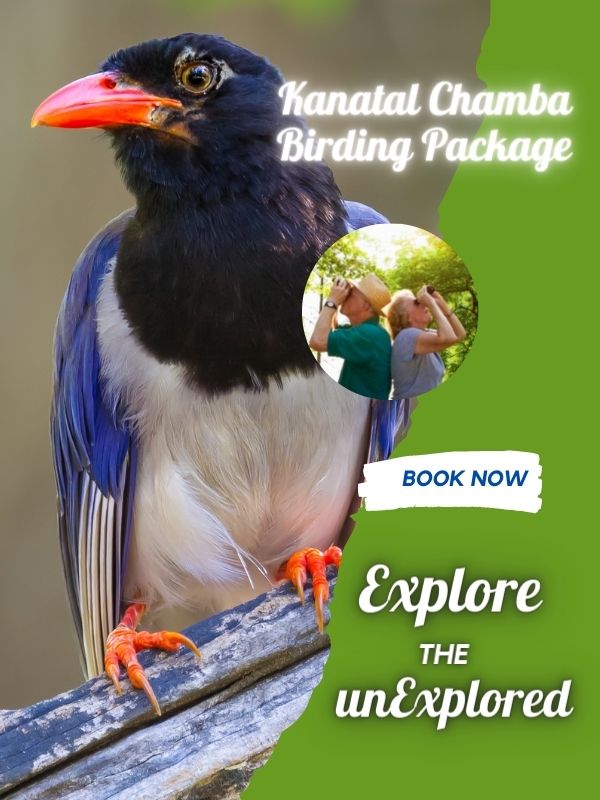 Kanatal Chamba Birding Package