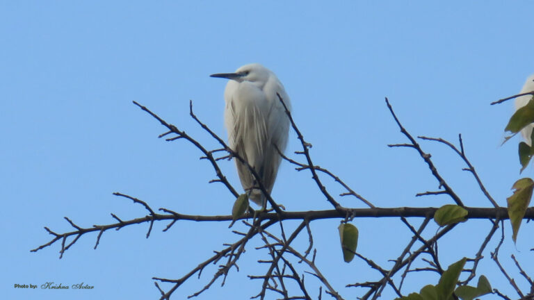 EGRET