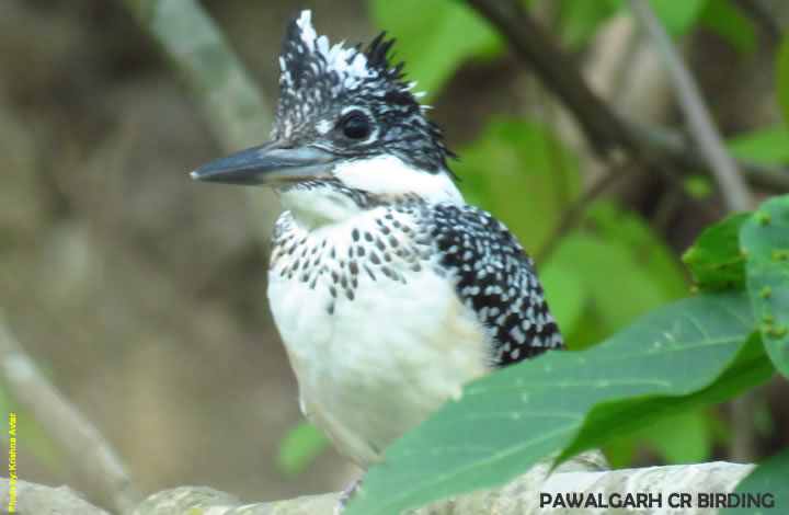 Pawalgarh Bird Watching