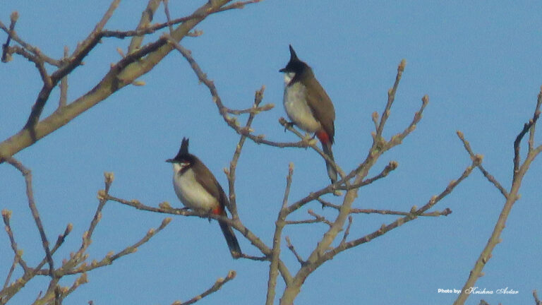 RED WHISKERED BULBUL