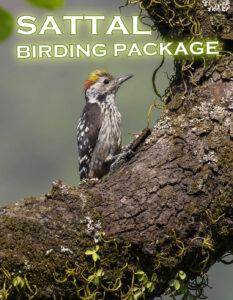 Sattal Winter Birding Package