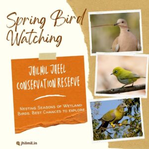 Jhilmil Jheel Spring Birding Tour