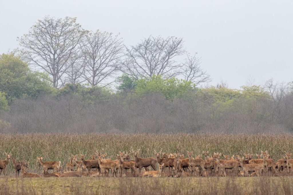 Swamp Deers at Jhilmil Jheel