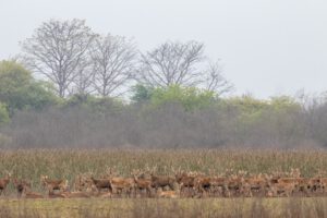 Swamp Deers at Jhilmil Jheel