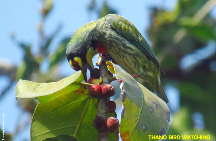 Thano Bird Watching