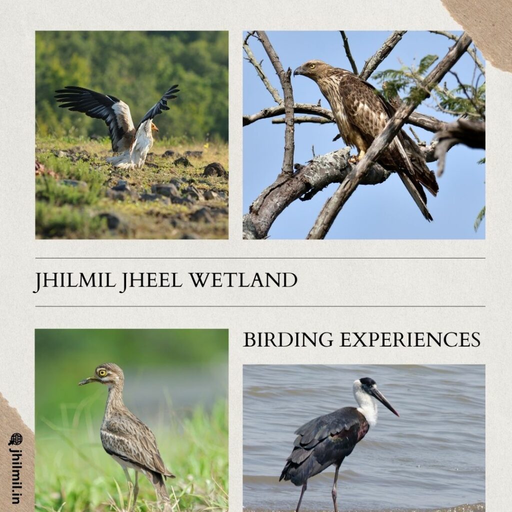 Jhillmil Wetland Bird Watching Tour