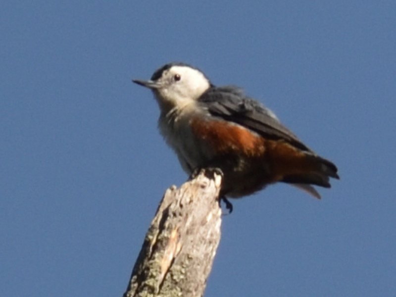 WHITE-CHEECKED NUTHATCH
