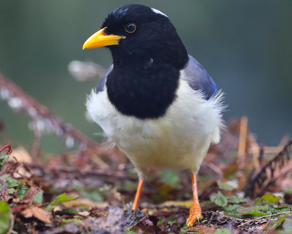 yellow-billed-blue-magpie-robin